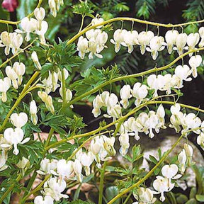 4 Coeur de Marie en mélange - Cœur de Marie - Dicentra - Willemse