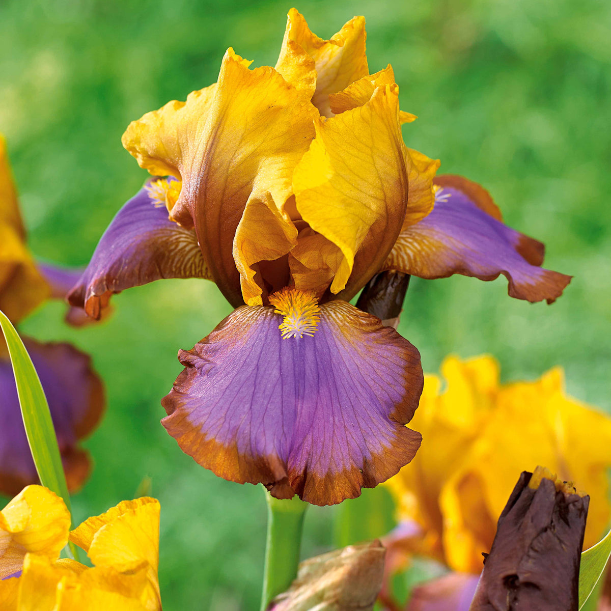 Collection de 6 Iris de jardin : Lasso, Bordure, Sangreal - Iris germanica  (2 lasso, 2 bordure, 2 sangreal) - Willemse