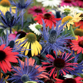 3 Rudbeckias et Chardon bleu en mélange - Echinacea, eryngium alpinum - Willemse