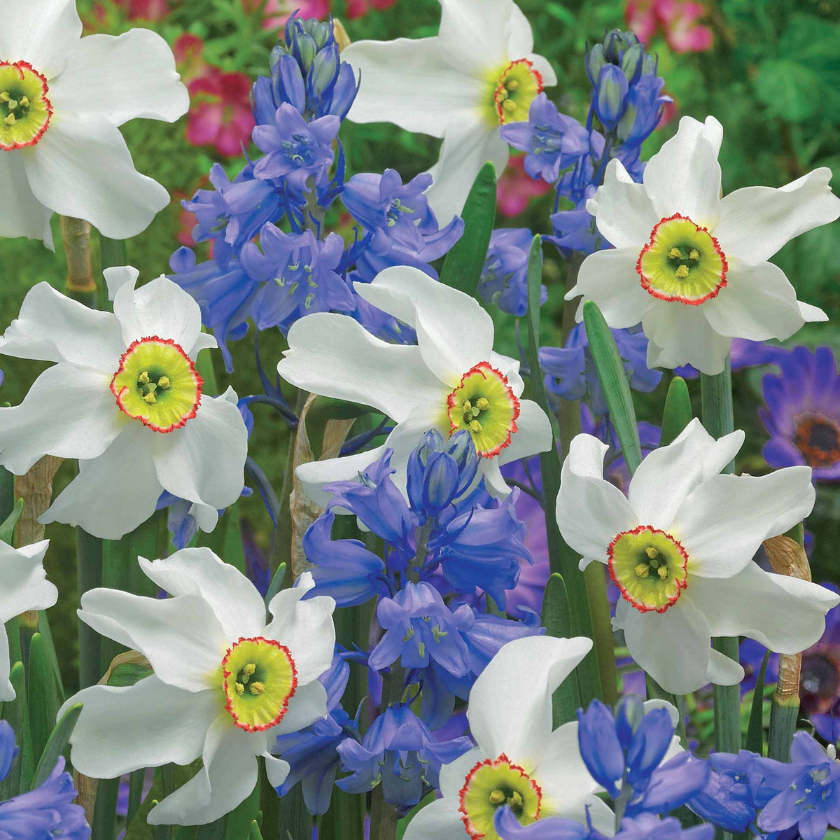 20 Bulbes pour massifs blancs et bleus en mélange - Narcissus recurvus, Hyacinthoides hispanica - Plantes
