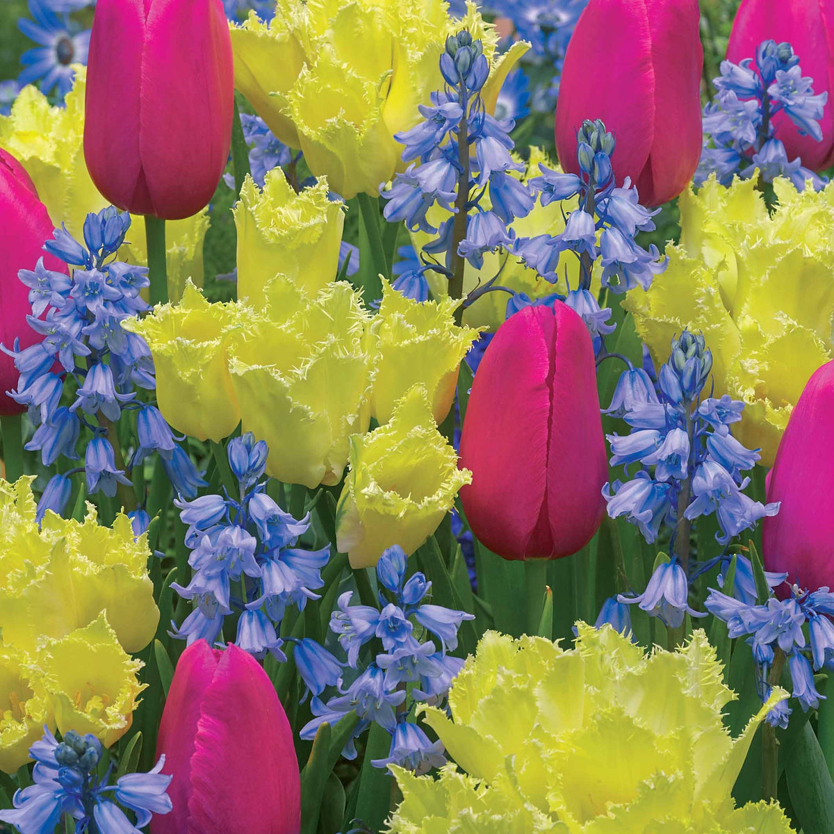 20 Bulbes pour massif tricolore en mélange - Tulipa rundal palace, tulipa yosemite, hyacinthoid - Plantes