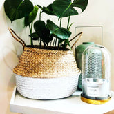 Collection de 3 plantes vertes dépolluantes - Willemse