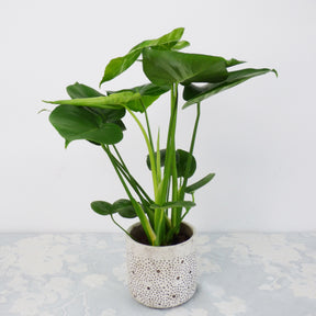 Chamoedorea elegans,monstera deliciosa,chlorophytum atlantic - Collection de 3 plantes vertes dépolluantes - Collections de plantes d'intérieur