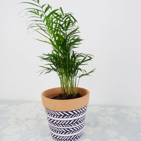 Collections de plantes d'intérieur - Collection de 3 plantes vertes dépolluantes - Chamoedorea elegans,monstera deliciosa,chlorophytum atlantic