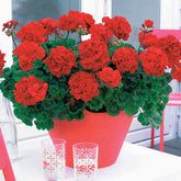 Collection de 6 Géraniums : rouges, blancs, abricot - Willemse