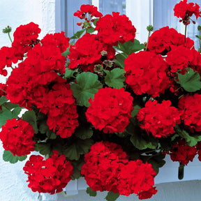 Collection de 6 Géraniums : rouges, blancs, abricot - Pelargonium zonale