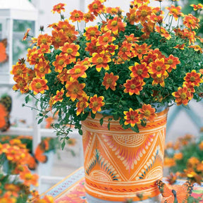 Collection de 6 Bidens jaunes et orangés - Willemse