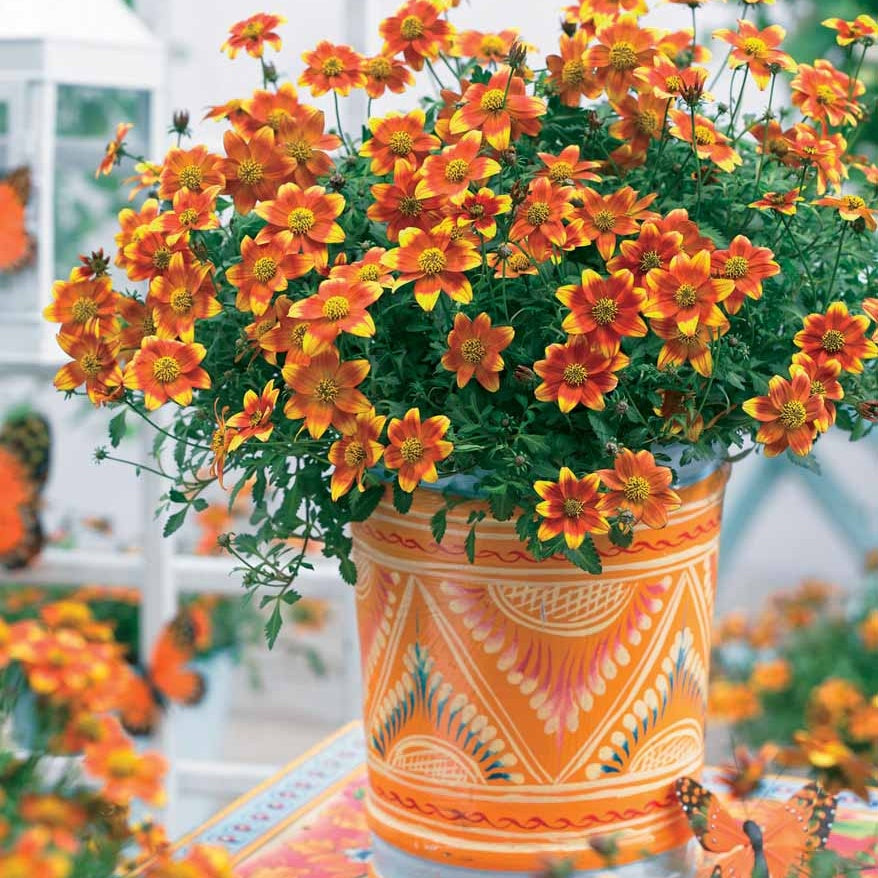 Collection de 6 Bidens jaunes et orangés - Willemse