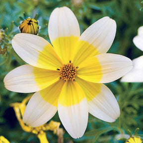 Bidens'taka tuka ferulifolia beedance painted yellow - Collection de 6 Bidens jaunes et orangés - Bidens