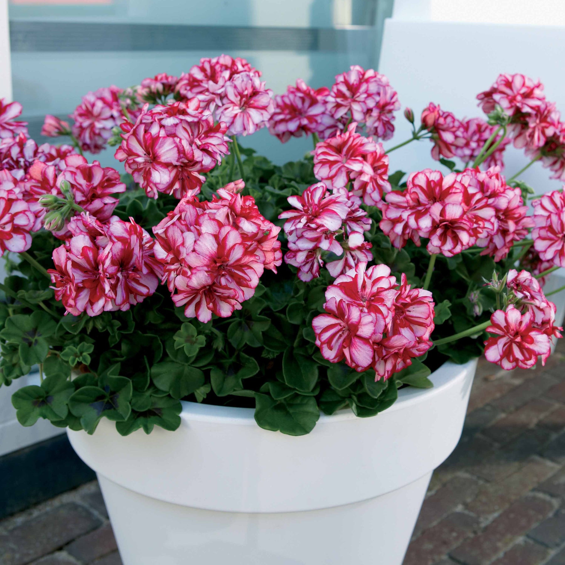 Géranium de balcon - Collection de 6 Géraniums-lierres : rouge et bicolore - Pelargonium peltatum nixe , rouge