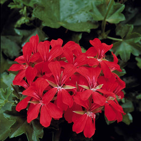Pelargonium peltatum nixe , rouge - Collection de 6 Géraniums-lierres : rouge et bicolore - Géranium de balcon