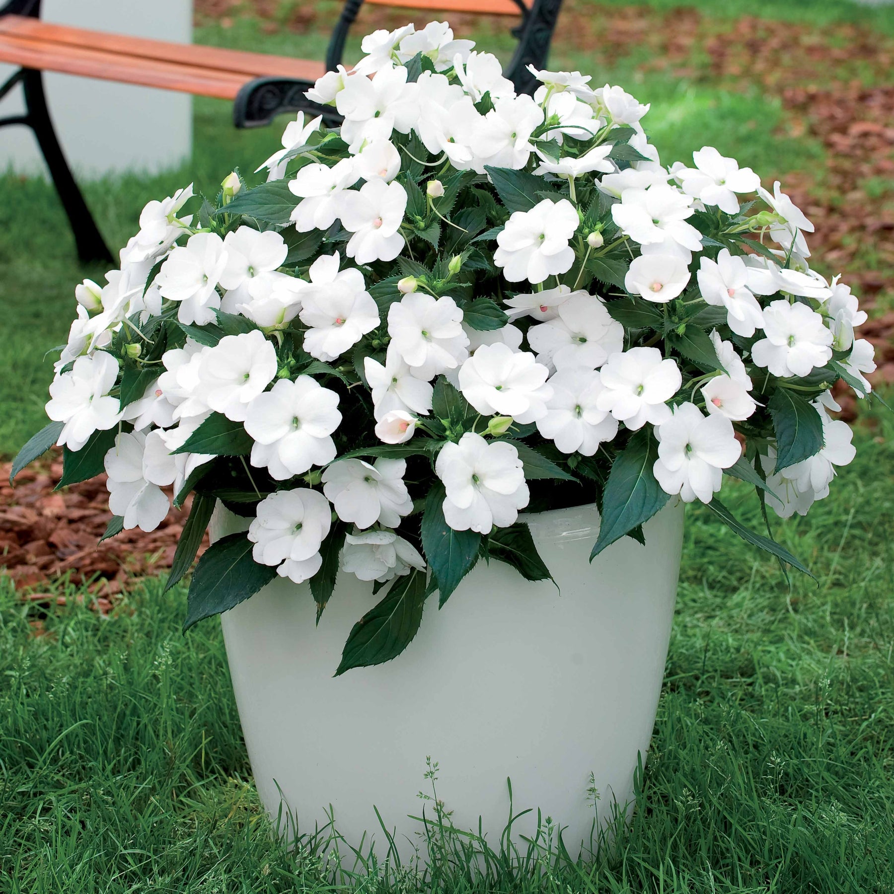 Collection de 6 Impatiens : roses, oranges, blancs - Willemse