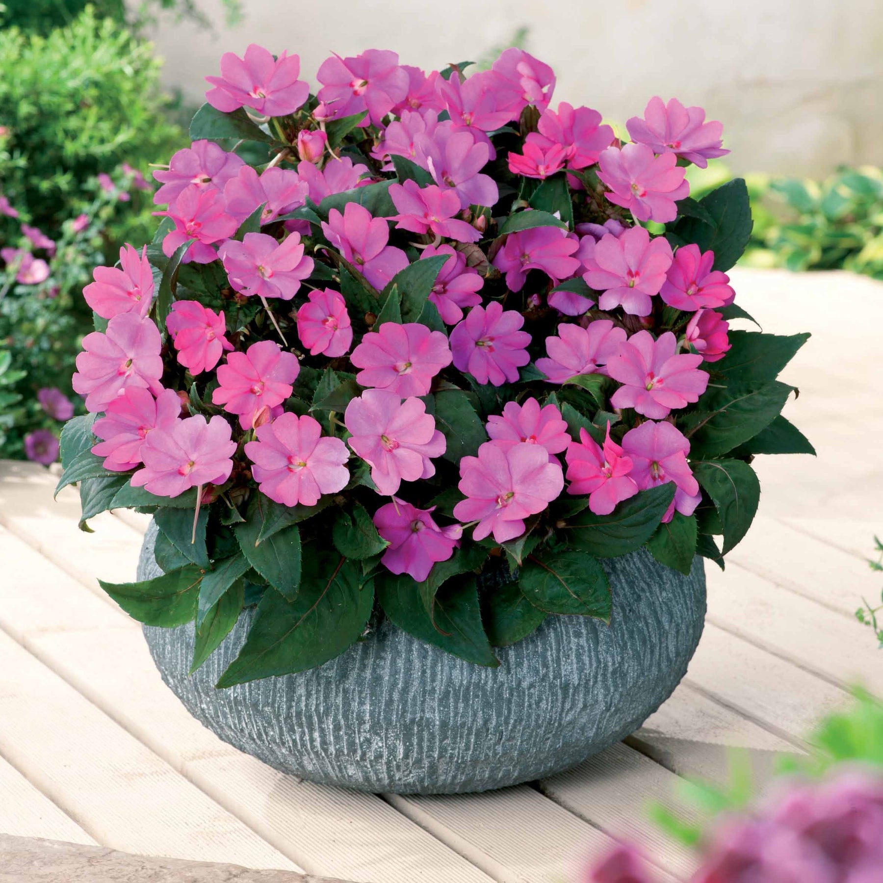 Collection de 6 Impatiens : roses, oranges, blancs - Sunpatiens rose, orange, blanc - Willemse