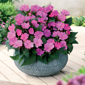 Collection de 6 Impatiens : roses, oranges, blancs - Sunpatiens rose, orange, blanc - Willemse