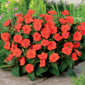 Sunpatiens rose, orange, blanc - Collection de 6 Impatiens : roses, oranges, blancs - Plantes vivaces