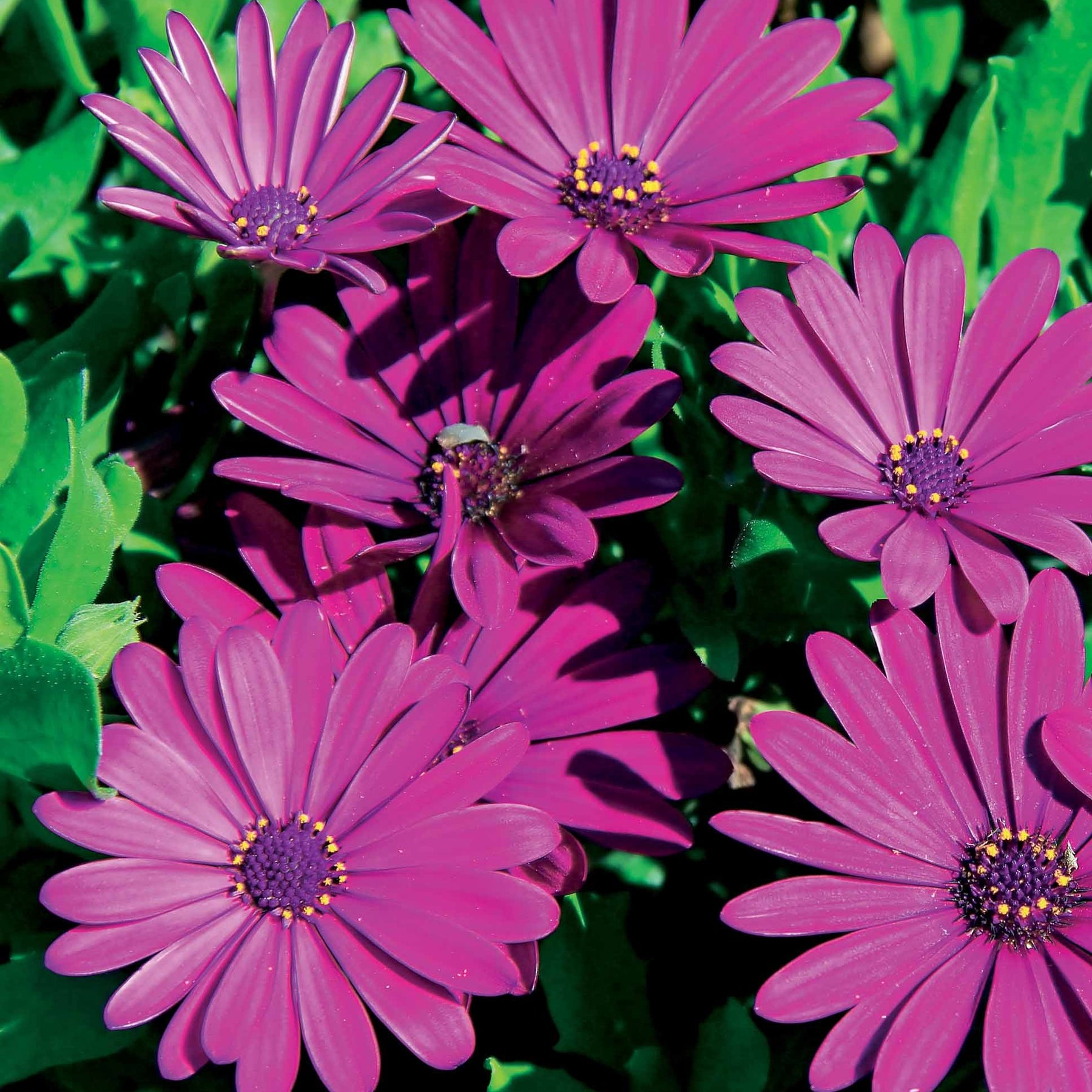 Osteospermum margarita 'purple', 'pink flave', 'white' - Collection de 9 Marguerites du Cap : pourpres, roses blancs, blancs - Marguerite du Cap - Osteospermum