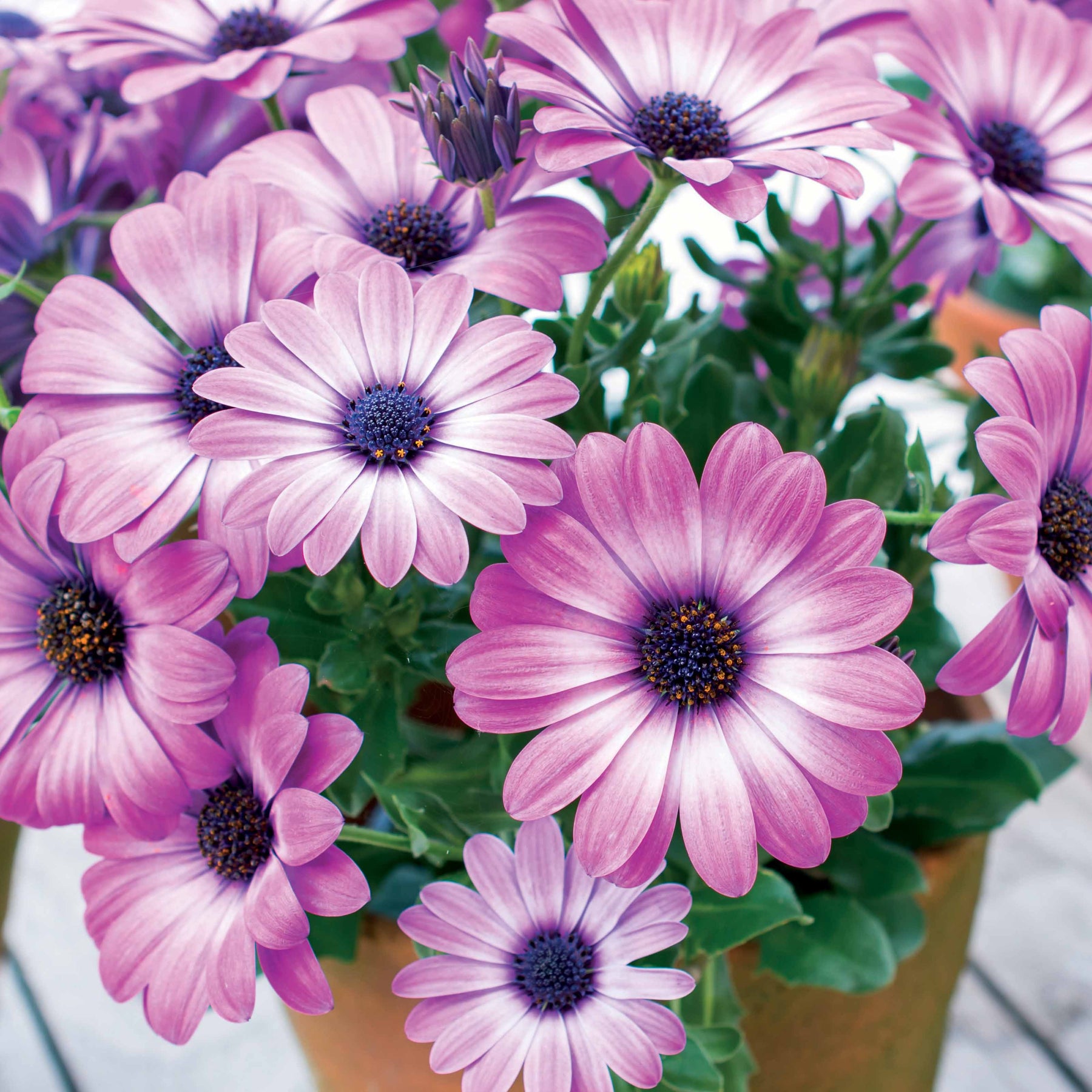 Marguerite du Cap - Osteospermum - Collection de 9 Marguerites du Cap : pourpres, roses blancs, blancs - Osteospermum margarita 'purple', 'pink flave', 'white'