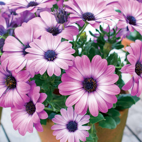 Marguerite du Cap - Osteospermum - Collection de 9 Marguerites du Cap : pourpres, roses blancs, blancs - Osteospermum margarita 'purple', 'pink flave', 'white'