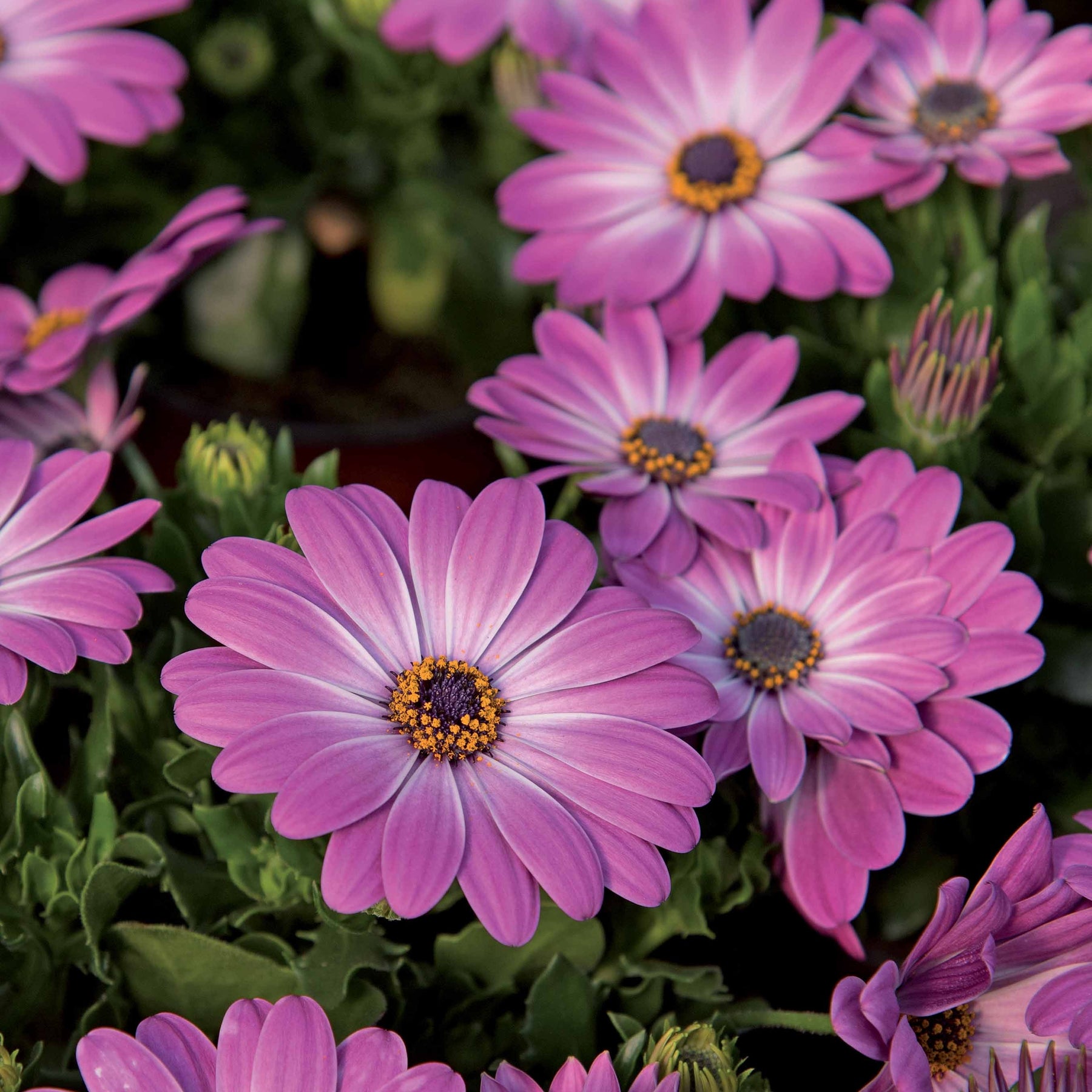 Vente Collection de 9 Marguerites du Cap : pourpres, roses blancs, blancs - Osteospermum margarita 'purple', 'pink flave', 'white'