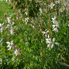Gaura The Bride - Willemse