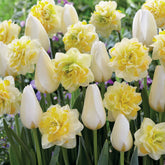 20 Tulipes Françoise et Narcisses Sweet Pomponette en mélange - Willemse