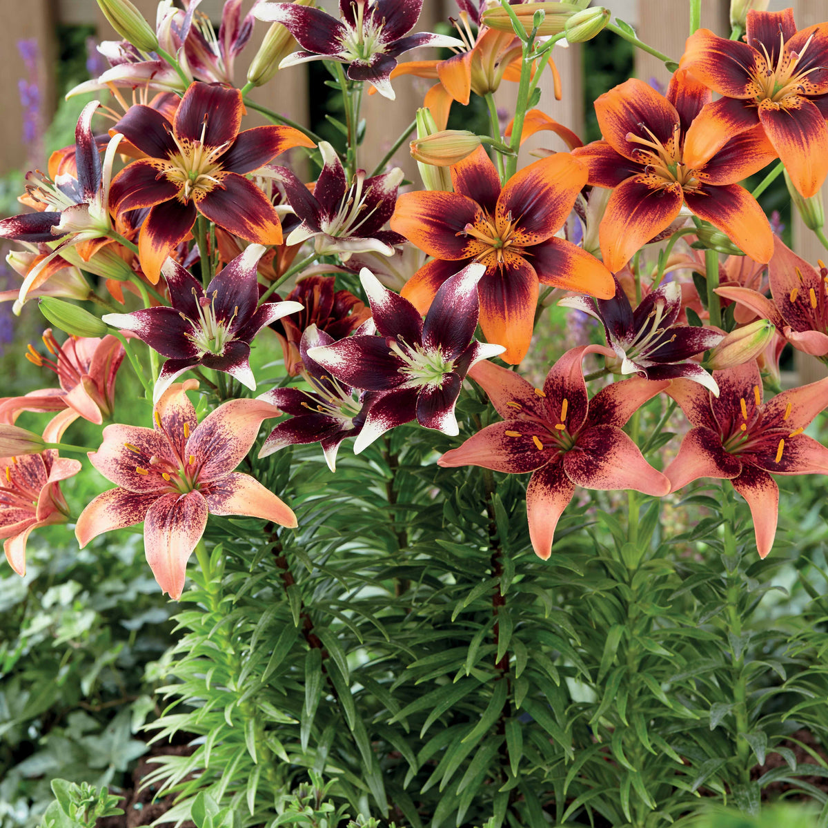 5 Lis bicolores en mélange - Lilium - Plantes