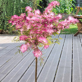 Calliandra surinamensis Pink Powder Puff sur tige - Calliandra surinamensis pink powder puff - Plantes