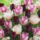15 Tulipes longues tiges : Silk Road, Del Piero, Ronaldo en mélange - Willemse