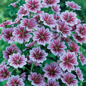 Malva sylvestris zebrina, lavandula munstead, oenothera speciosa - Collection de 6 plantes vivaces pastel - Collections de vivaces