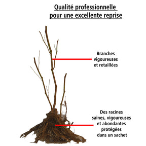 Vente Collection de 9 Fruitiers à fruits rouges