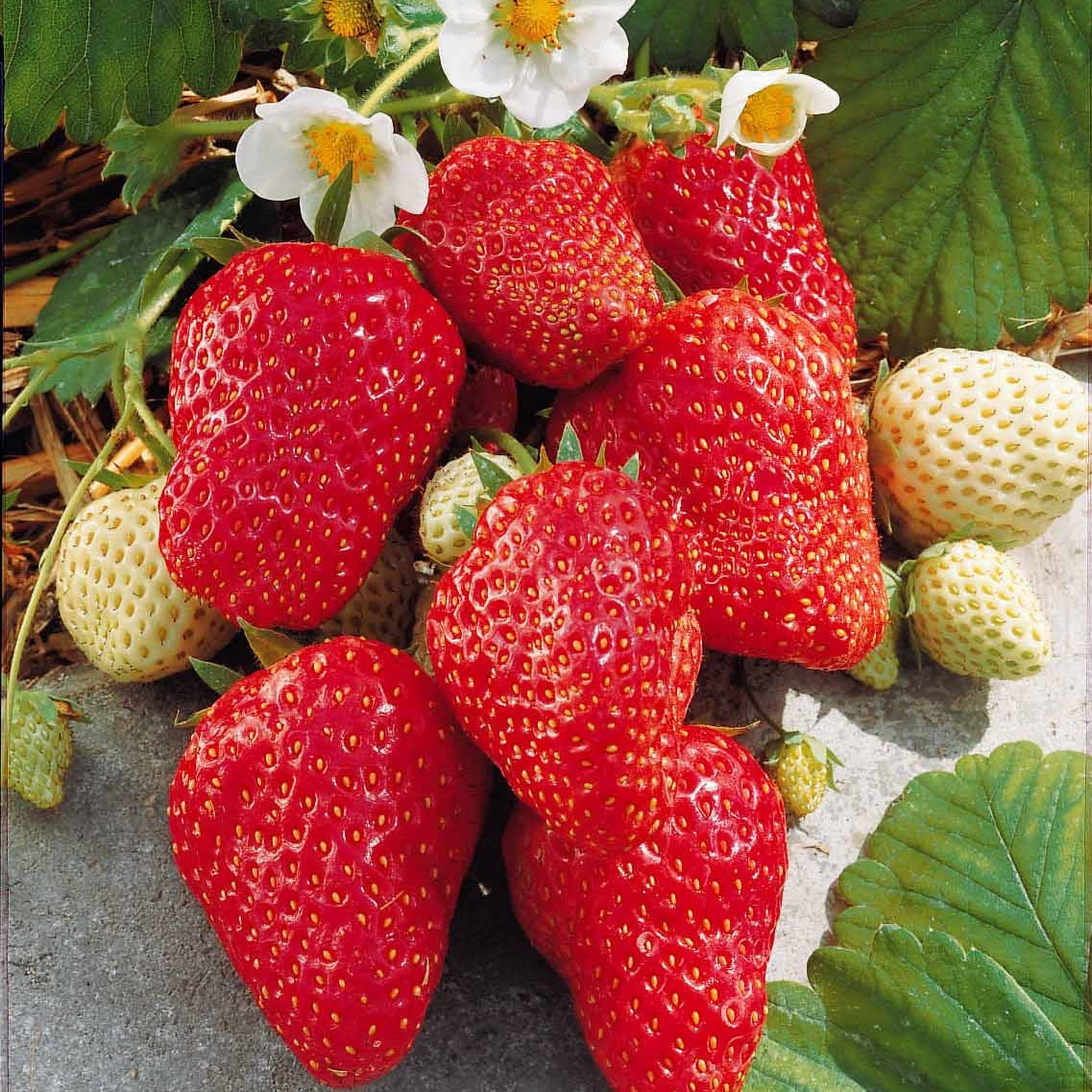 Collection de 9 Fruitiers à fruits rouges - Rubus idaeus 'sumo 2', ribes rubrum 'rovada', frag - Fruitiers Arbres et arbustes