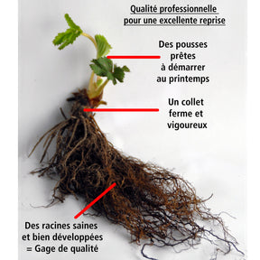 Vente Collection de 9 Fruitiers à fruits rouges - Rubus idaeus 'sumo 2', ribes rubrum 'rovada', frag
