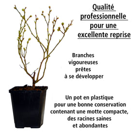 Collection de 4 arbustes à fruits vitaminés - Collections de fruitiers - Willemse