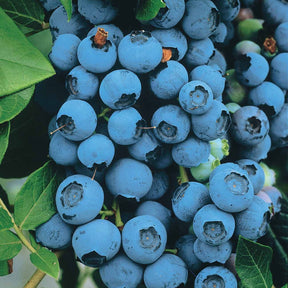 Collection de 4 arbustes à fruits vitaminés - Vaccinium corymbosum, lycium barbarum, vaccinum macrocarpon, schisandra chinensis - Willemse