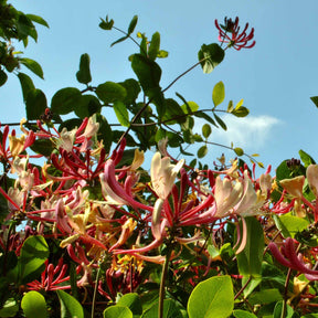 Collections de plantes grimpantes - Collection de Bignone et Chèvrefeuille - Campsis radicans stromboli, lonicera periclymenum