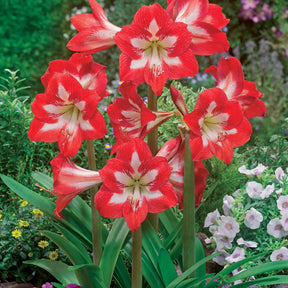 3 Amaryllis sonatini en mélange - Willemse