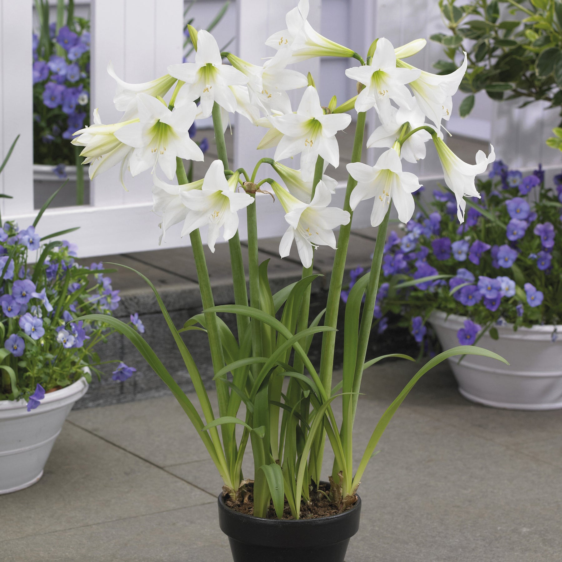 Amaryllis sonatini(eye catcher, douceur sucré, whi - 3 Amaryllis sonatini en mélange - Amaryllis