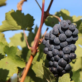 Vigne - Collection de 3 Viticoles : Vitis vinifera Pinot, Merlot, Chardonnay - Vitis vinifera Pinot, Merlot, Chardonnay