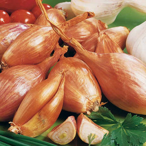 Collection de 3 sachets de bulbes d'Ails, Echalotes et Oignons -  - Willemse