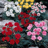 6 Oeillets en mélange - Dianthus caryophyllus grenadine red, scharlaken, y - Plantes