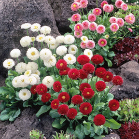 2 Pâquerettes en mélange - Bellis perennis - Willemse