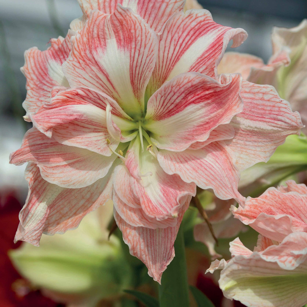 Collection de 2 Amaryllis rose et blanche - Amaryllis Happy Nymph, White Nymph - Plantes d'intérieur