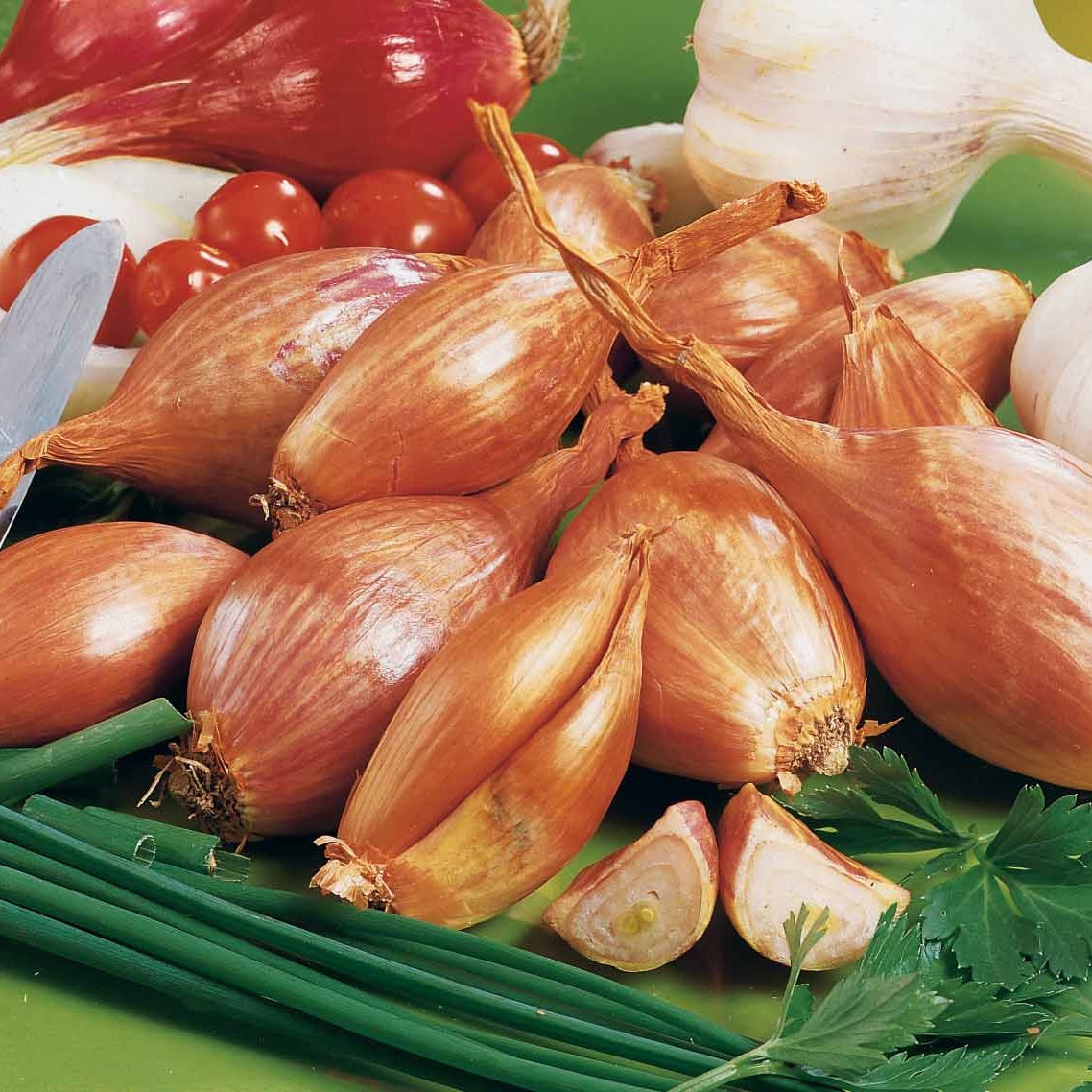 Collection d'Ails roses, Echalotes et Oignons -  - Willemse
