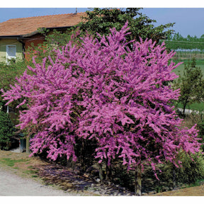 Collection de 2 arbustes : Forsythia et Arbre de Judée - Cercis siliquastrum et forsythia x intermedia spectabilis - Arbustes