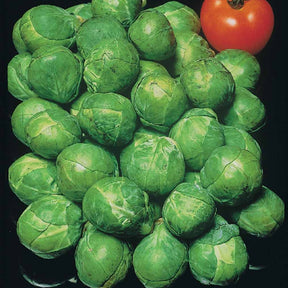 Chou de Bruxelles Jade Cross F1 - Brassica oleracea gemmifera jade cross f1 - Willemse