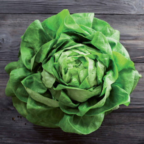 Laitue pommée Rigoletto (enrobée) - Willemse