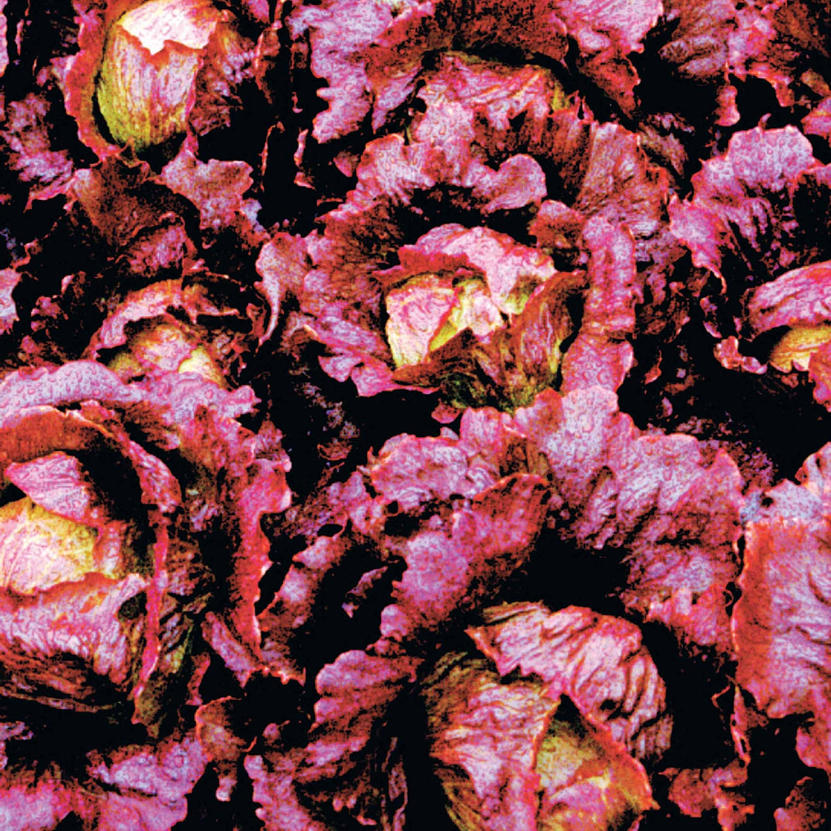 Laitue batavia Sioux - Willemse