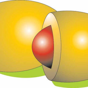 Chicorée Witloof Flash F1 (400 gr. enrobées) - Cichorium intybus flash f1 - Willemse