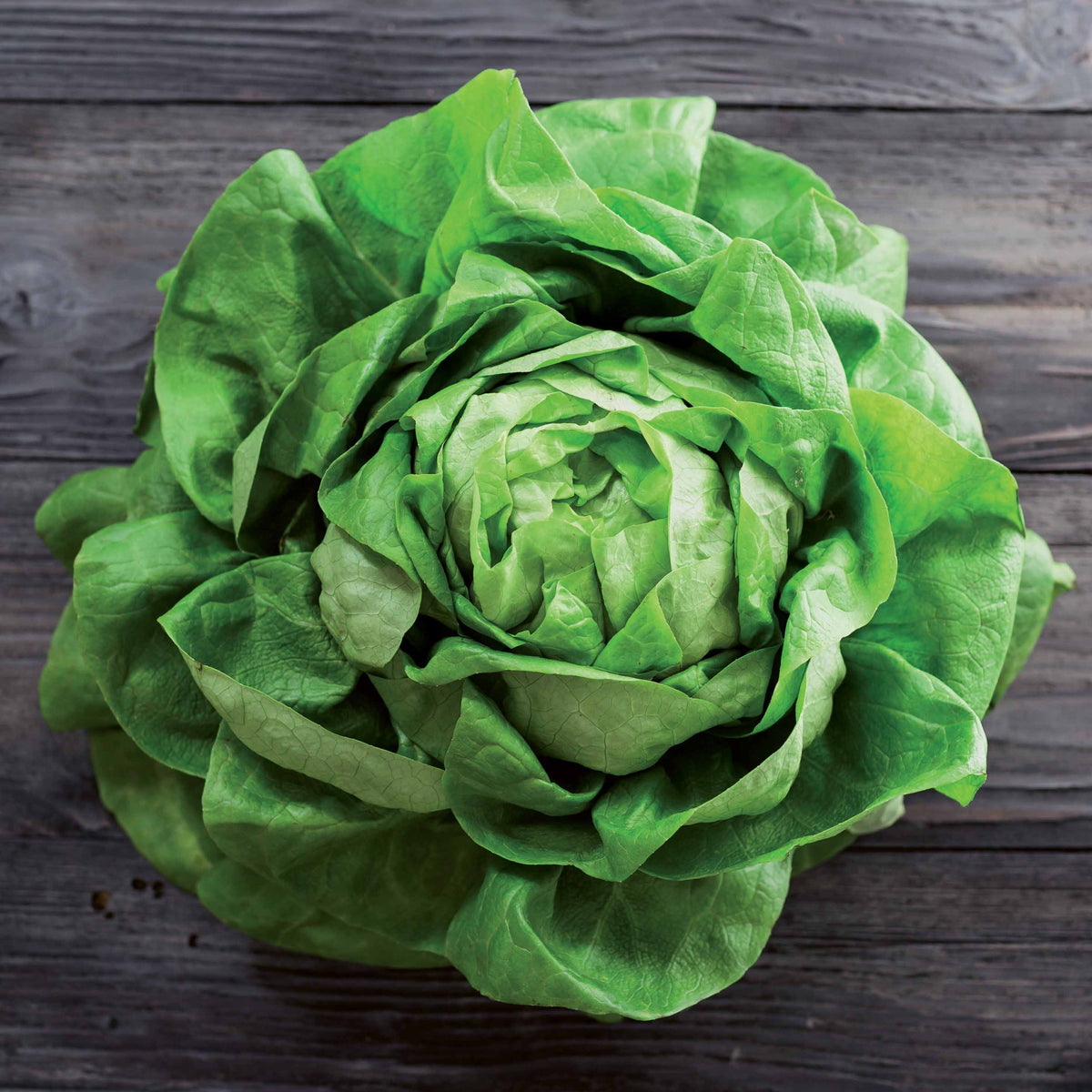 Laitue pommée Rigoletto (ruban) - Willemse