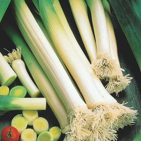 Poireau Bleu de Solaise (60 g) - Allium porrum bleu de solaise - Willemse